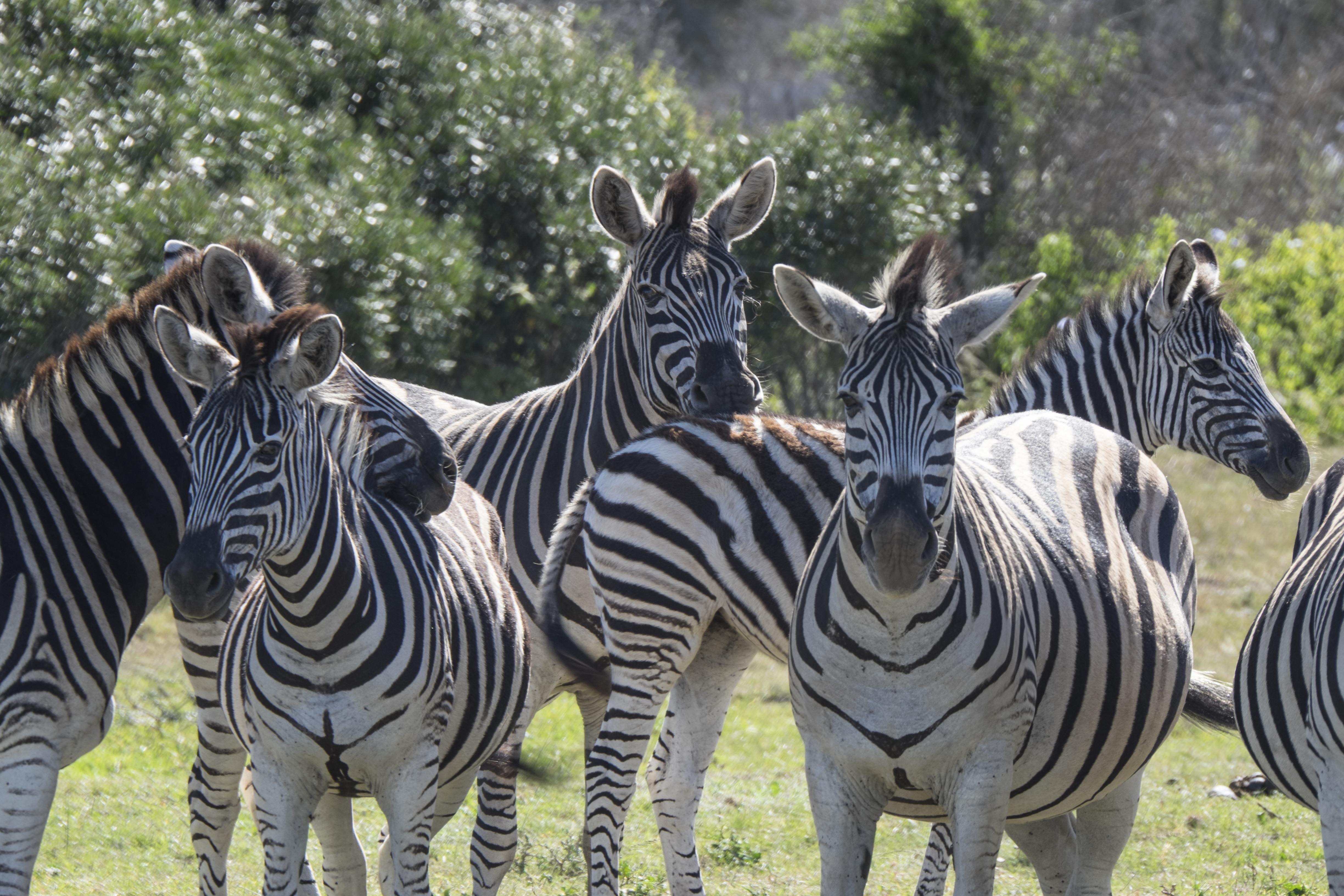 Sibuya Game Reserve And Lodge Kenton-on-Sea Zewnętrze zdjęcie