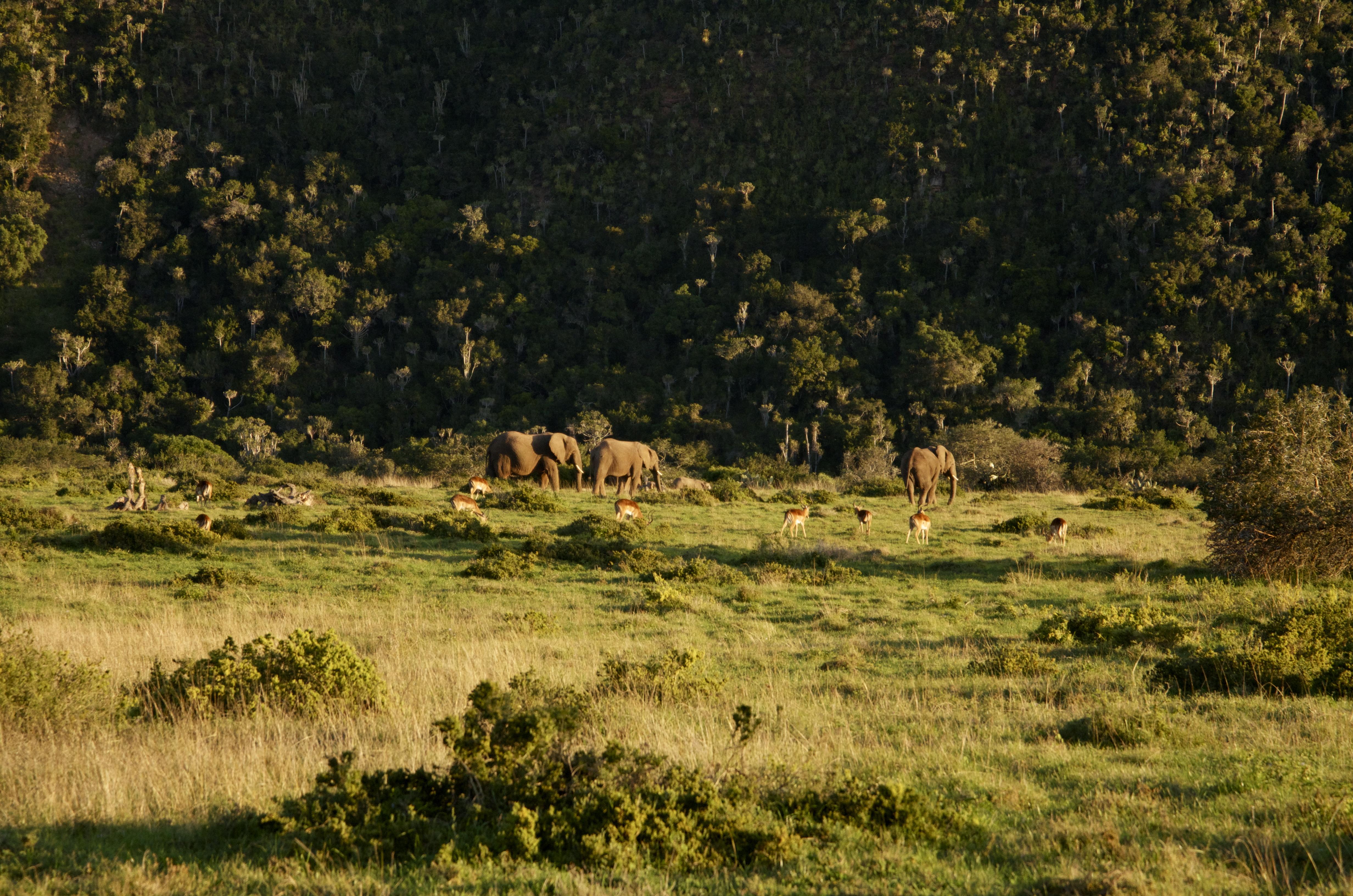 Sibuya Game Reserve And Lodge Kenton-on-Sea Zewnętrze zdjęcie