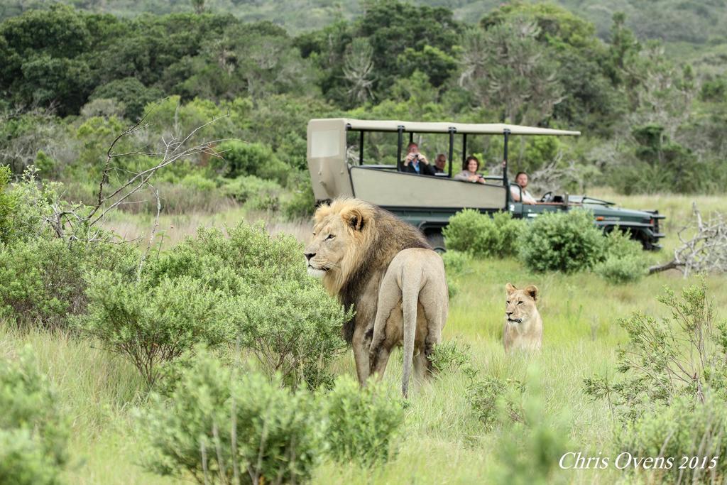 Sibuya Game Reserve And Lodge Kenton-on-Sea Zewnętrze zdjęcie